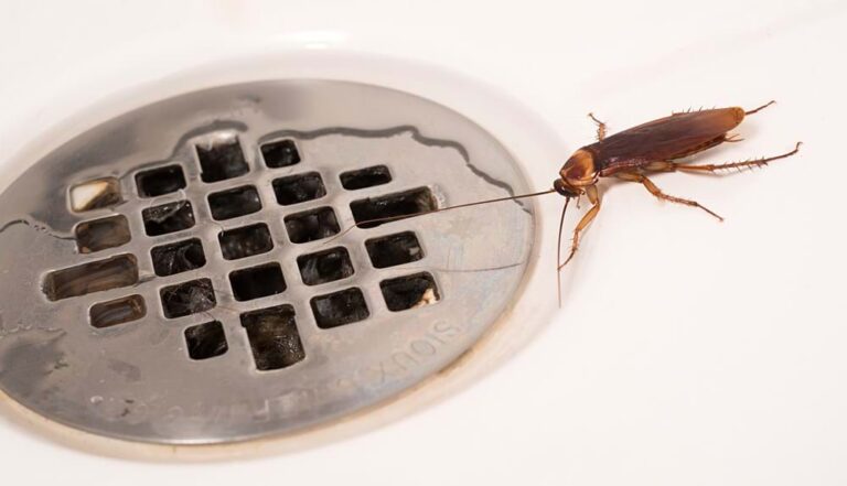What is Bugging Your Drain?